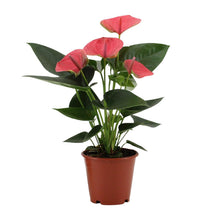 Kamerplant - Anthurium Sweet Dream - Pot Ø 12cm Hoogte ↕ 36cm