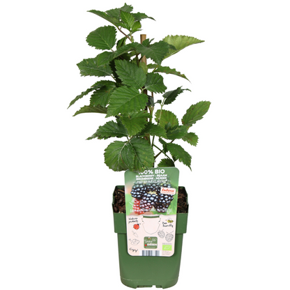 Buitenplant 3x Biologische bramenplanten - Pot Ø 13cm Hoogte ↕ 20cm