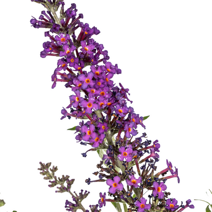 Buitenplant - Buddleja davidii Purple - Bloeiend - Pot Ø 19cm Hoogte ↕ 40-50cm