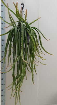 Kamerplant - Lepismium Cruciforme Rojo - Pot Ø 25cm Hoogte ↕ 70cm