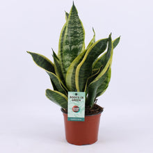 Kamerplant - Sansevieria Futura Superba - Pot Ø 12cm Hoogte ↕ 35cm