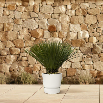 Buitenplant - Yucca rostrata - Winterhard - Pot Ø 30cm Hoogte ↕ 70cm