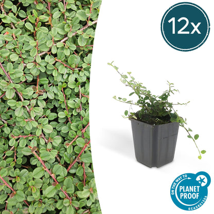 Buitenplant 12x Cotoneaster pr. 'Queen of Carpets' - Pot Ø 9cm Hoogte ↕ 10-25cm