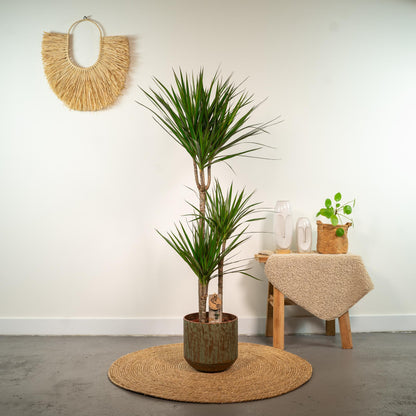 XL kamerplant - Dracaena Marginata - Pot Ø 21cm Hoogte ↕ 110cm