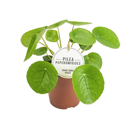 Kamerplant - Pilea Peperomioides - Pot Ø 13cm Hoogte ↕ 20cm