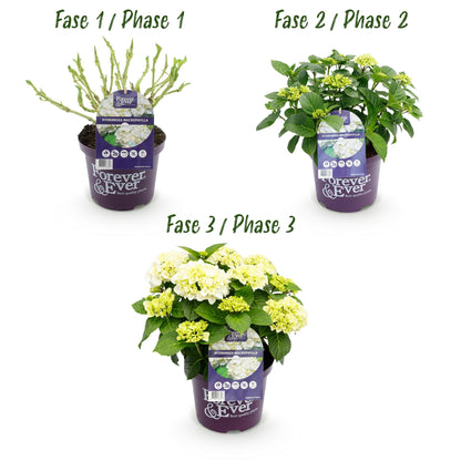 Buitenplant - Hydrangea Forever & Ever Wit - Bloeiend - Pot Ø 23cm Hoogte ↕ 55cm