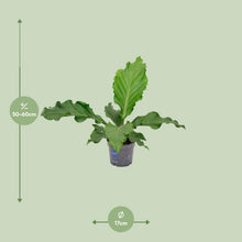 Kamerplant - Anthurium Birdnes - Luchtzuiverend - Pot Ø 17cm Hoogte ↕ 55cm