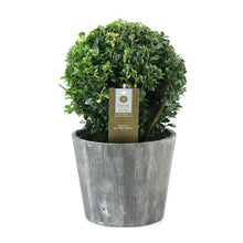 Buitenplant - Buxus Sempervirens Ball - Winterhard - Houten sierpot - Pot Ø 19cm Hoogte ↕ 35cm