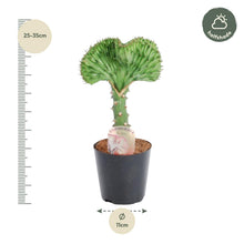 Kamerplant - Euphorbia Lactea Cristata - Pot Ø 10,5cm Hoogte ↕ 30cm