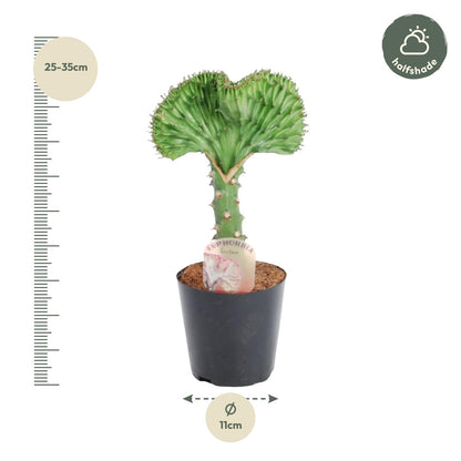 Kamerplant - Euphorbia Lactea Cristata - Pot Ø 10,5cm Hoogte ↕ 30cm