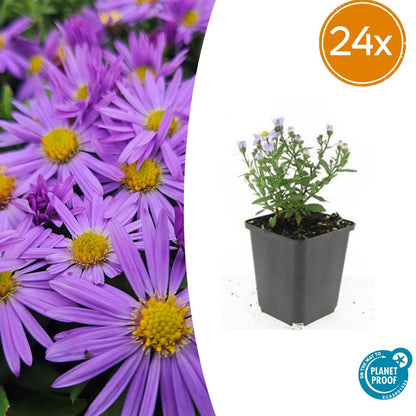 Buitenplant 24x Aster (D) 'Prof. Anton Kippenberg' - Bloeiend - Pot Ø 9cm Hoogte ↕ 10-25cm