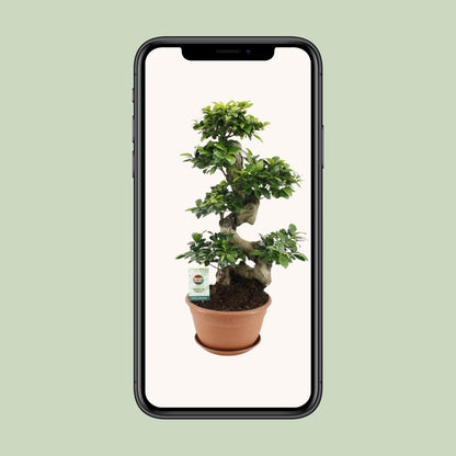 Kamerplant - Ficus Ginseng - Pot Ø 27cm Hoogte ↕ 70cm