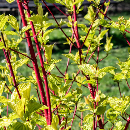 Buitenplant - Cornus sibirica - Pot Ø 17cm Hoogte ↕ 45cm