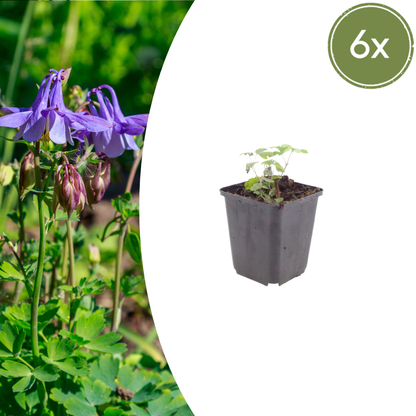Buitenplant 6x Aquilegia vulgaris - Bloeiend - Pot Ø 9cm Hoogte ↕ 10-25cm