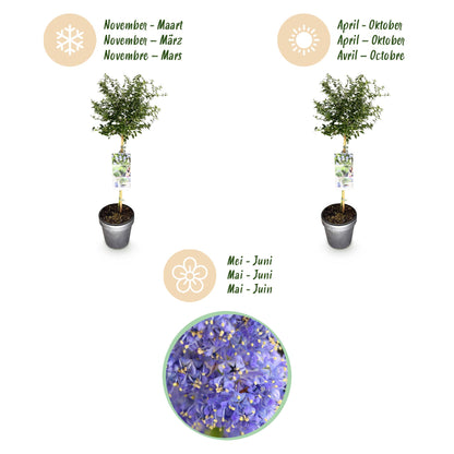 Buitenplant - Ceanothus thyrsiflorus Repens - Winterhard - Bloeiend - Pot Ø 19cm Hoogte ↕ 90cm