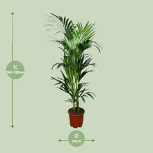 XL kamerplant - Howea - Pot Ø 24cm Hoogte ↕ 150cm
