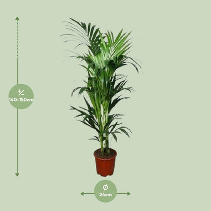 XL kamerplant - Howea - Pot Ø 24cm Hoogte ↕ 150cm