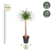Kamerplant - Beaucarnea stam - Pot Ø 32cm Hoogte ↕ 120cm