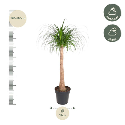 Kamerplant - Beaucarnea stam - Pot Ø 32cm Hoogte ↕ 120cm