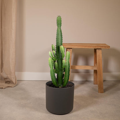 Kamerplant - Euphorbia Acrurensis - Pot Ø 24cm Hoogte ↕ 60cm