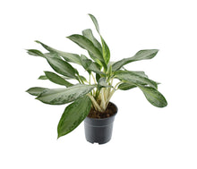 Kamerplant - Aglaonema Golden Bay - Pot Ø 17cm Hoogte ↕ 60cm