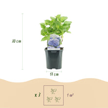 Buitenplant 3x Hydrangea macrophylla 'Tricolour' - Bloeiend - Pot Ø 17cm Hoogte ↕ 30cm