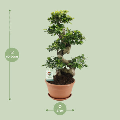 Kamerplant - Ficus Ginseng - Pot Ø 27cm Hoogte ↕ 70cm