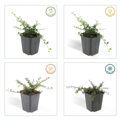 Buitenplant 6x Cotoneaster pr. 'Queen of Carpets' - Pot Ø 9cm Hoogte ↕ 10-25cm