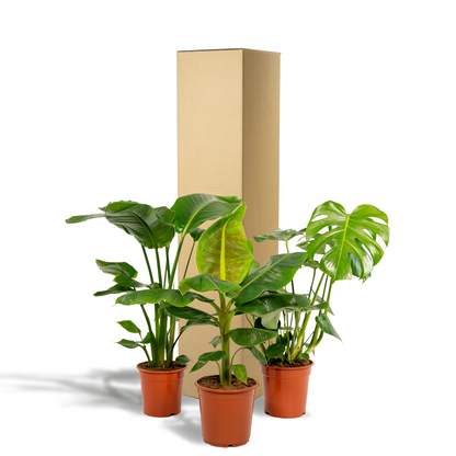 Kamerplant set 3 stuks - Monstera Deliciosa, Musa Dwarf Cavendish & Strelitzia Nicolai