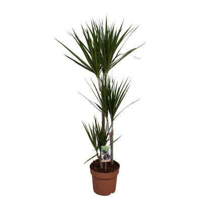 Kamerplant - Dracaena Marginata - Luchtzuiverend - Pot Ø 21cm Hoogte ↕ 120cm