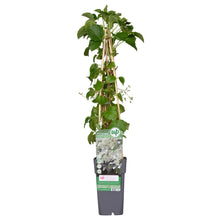 Buitenplant - Hydrangea petiolaris - Klimhortensia - Pot Ø 15cm Hoogte ↕ 65cm