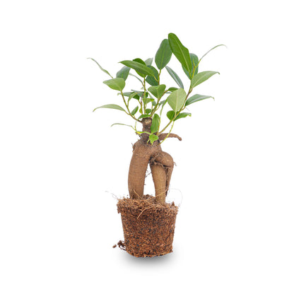 Kamerplant - Ficus Ginseng Bonsai Microcarpa - Pot Ø 6cm