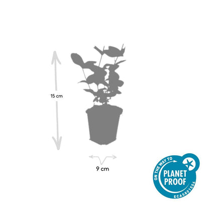 Buitenplant 6x Hypericum inodorum 'Beauty' - Bloeiend - Pot Ø 9cm Hoogte ↕ 10-25cm