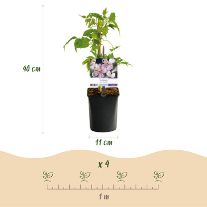 Buitenplant 2x Clematis montana Rubens - Klimplant - Vroegbloeiend - Pot Ø 11cm Hoogte ↕ 40cm