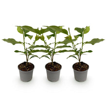 Buitenplant 3x Magnolia stellata 'Royal Star' - Bloeiend - Pot Ø 12cm Hoogte ↕ 30cm