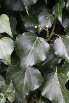 Buitenplant 4x Hedera hibernica - Pot Ø 15cm Hoogte ↕ 65cm