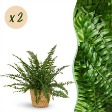Kamerplant 2x Nephrolepis exaltata Green Lady - Varen - Pot Ø 12cm Hoogte ↕ 25cm