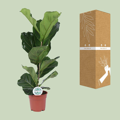 Kamerplant - Ficus Lyrata - Pot Ø 17cm Hoogte ↕ 60cm