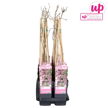 Buitenplant - Wisteria floribunda 'Rosea' - Bloeiend - Pot Ø 15cm Hoogte ↕ 65cm