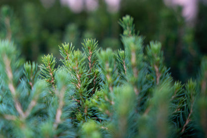 Buitenplant 6x Picea glauca 'Perfecta' - Mini-kerstboom - Pot Ø 6cm Hoogte ↕ 15-20cm