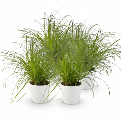 Kamerplant 4x Cyperus alternifolius Zumula - Kattengras - Pot Ø 12cm Hoogte ↕ 20cm