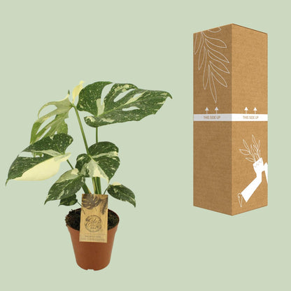 Kamerplant - Monstera Thai Constellation - Pot Ø 15cm Hoogte ↕ 50cm