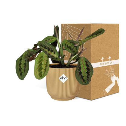 Kamerplant - Maranta Leuconeura 'Fascinator' Tricolor - Pot Ø 14cm