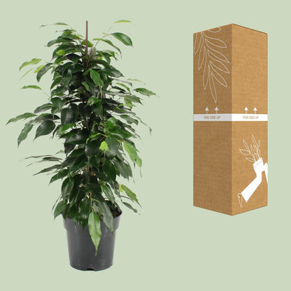 Kamerplant - Ficus Benjamina Danielle - Pot Ø 17cm Hoogte ↕ 70cm