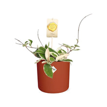 Kamerplant - Hoya Carnosa 'Krimson Queen' - Hangplant - Pot Ø 14cm