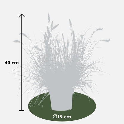 Buitenplant - Pennisetum alopecuroides 'Hameln' - Pot Ø 19cm Hoogte ↕ 40cm