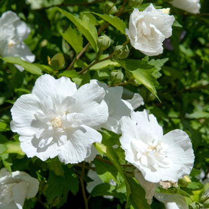 Buitenplant - Hibiscus syriacus 'White Chiffon®' op stam - Bloeiend - Pot Ø 19cm Hoogte ↕ 90cm