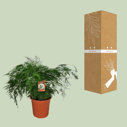 Kamerplant - Asparagus Setaceus - Pot Ø 27cm Hoogte ↕ 70cm