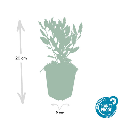 Buitenplant 12x Aster ageratoides 'Ashvi' - Bloeiend - Pot Ø 9cm Hoogte ↕ 10-25cm