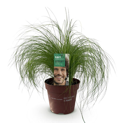 Buitenplant - Stipa tenuifolia 'Pony Tails' - Groenblijvend - Winterhard - Pot Ø 17cm Hoogte ↕ 50cm
